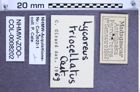 Etiketten zu Lycoreus triocellatus (Castelnau, 1836) (NHMW-ZOO-COL-0008202)
